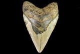 Fossil Megalodon Tooth - North Carolina #109845-1